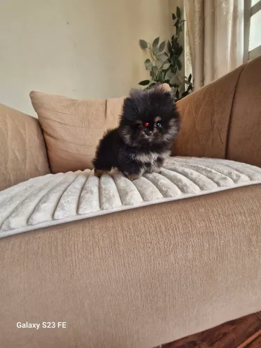Luluzinho macho anão