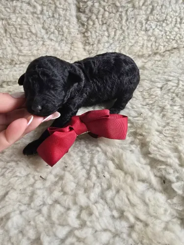 Poodle linda feminha p reserva