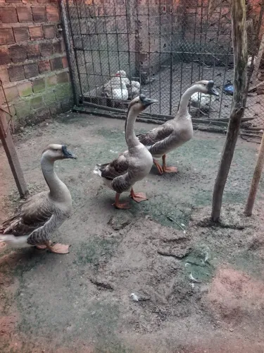 Ganso sinaleiro macho 