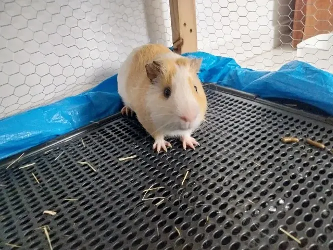 Doação porquinho da índia Macho