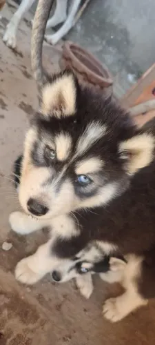Husky puro
