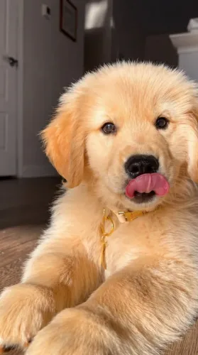 filhote de golden peludinho