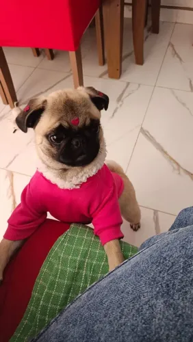 Vendo filhote Pug fêmea 5 meses com todas vacinas em dia inclusive a de gripe 