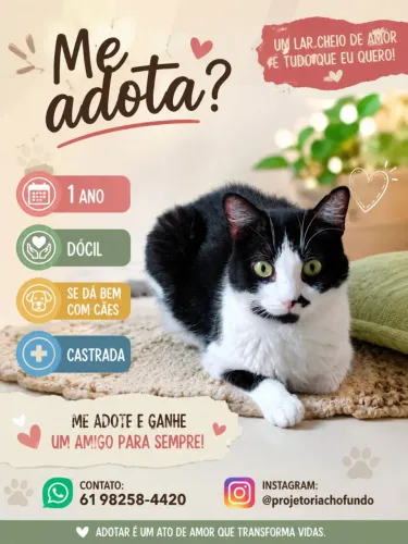Gata fêmea pra adoção frajola (gato)