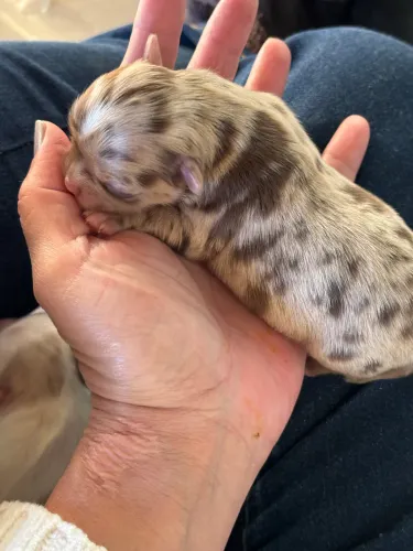 Chihuahua merle pelo longo