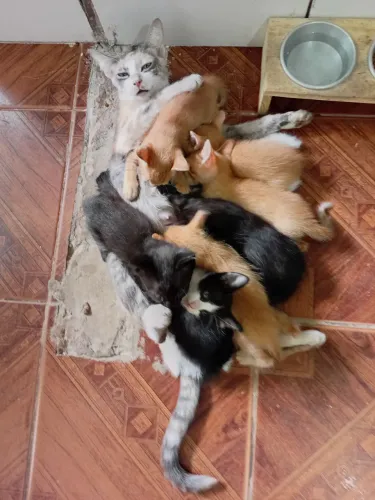 Doa-se filhotes de gatos