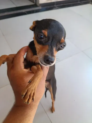 Pinscher n°1