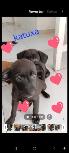 Doações de cachorrinho