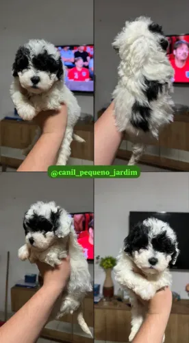 Macho de poodle bicolor