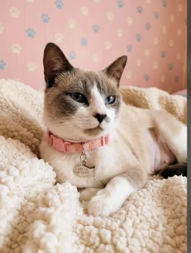 Gata lindíssima e muito amorosa para adoção responsável