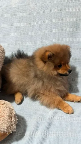Spitz Alemão Macho 