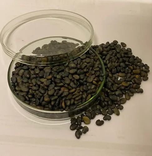 Semente de crotalaria juncea
