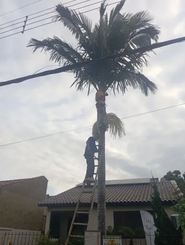 Faço podas de árvores em geral 