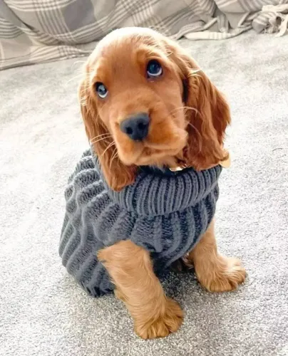 Machinho de Cocker disponível!!