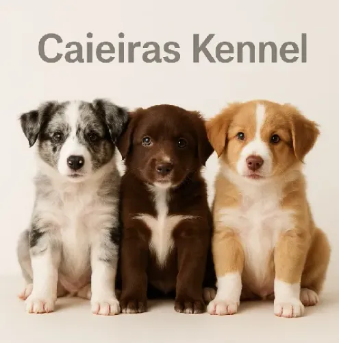 Border Collie Filhotes - Inteligência e Carinho em Dobro