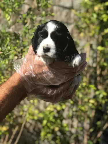 Cocker Spaniel ingles Padrão CBKC