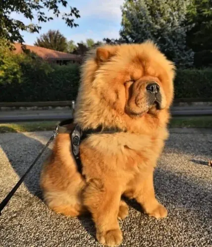 Chow Chow Filhotes Fofos na Cor Canela