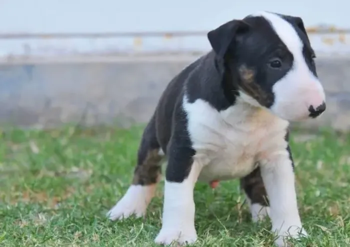 Bull Terrier Inglês,chamar what's