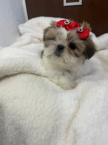 Filhote de Shih Tzu: Peludo e Charmoso!