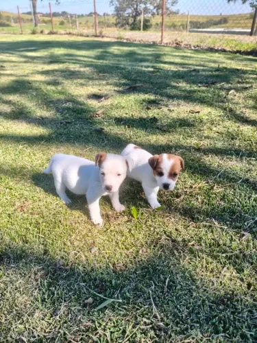 Filhote de Jack Russell disponível fêmea e macho