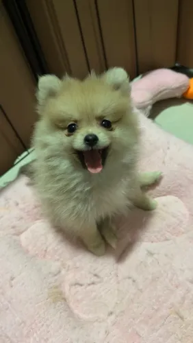 Filhote Fêmea Spitz Alemão( Lulu da Pomerania) 3 meses de vida