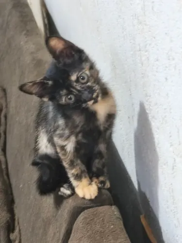 duas filhotes gatinhas gêmeas para adoção 