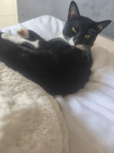 Doa-se gato