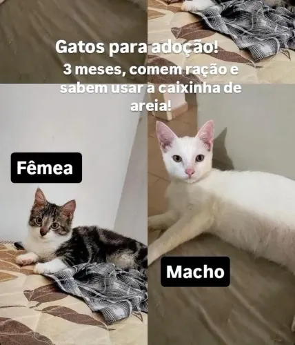 Gatos para adoção!