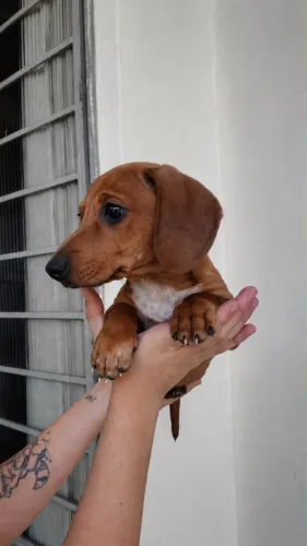LINDO BASSET DACHSHUND MINIATURA ARLEQUIM RED