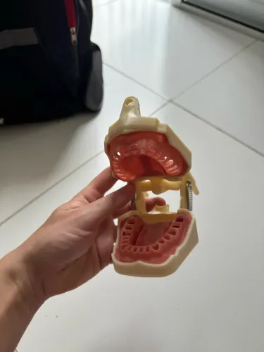 Manequim endodontia banguelo dent art