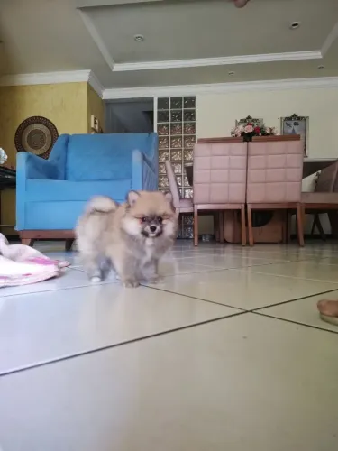 Filhote macho Spitz alemão