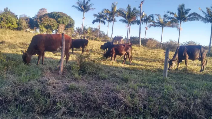 VENDO TROCO SITIO 55 HECTARES EM PARIQUERA-AÇU ( 4272 )