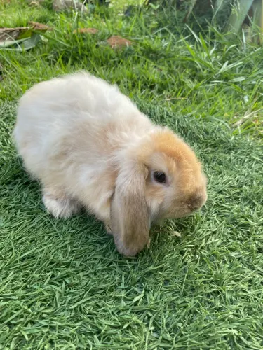 Coelho Fuzzy lop caramelo