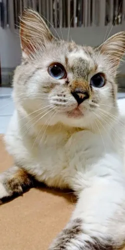 Gato macho para adoção responsável