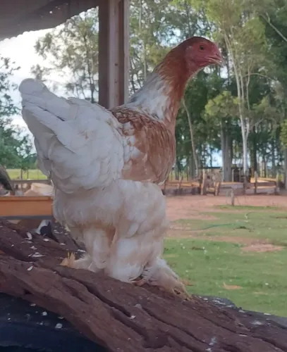 Galos