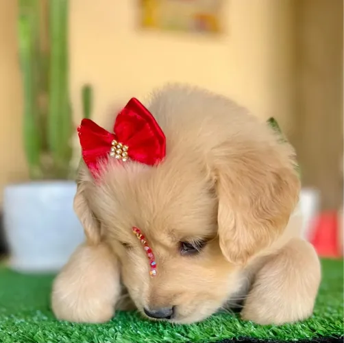 Golden Um focinho curioso pronto para descobrir o mundo com você