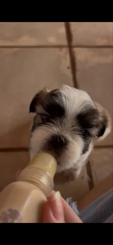 Shihtzu a venda