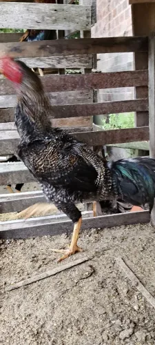 Frango de Raça