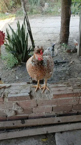 Frangas Gsb