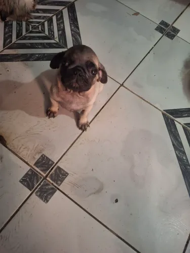 Pug macho filhote 
