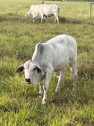 Bezerros Tabapuã 