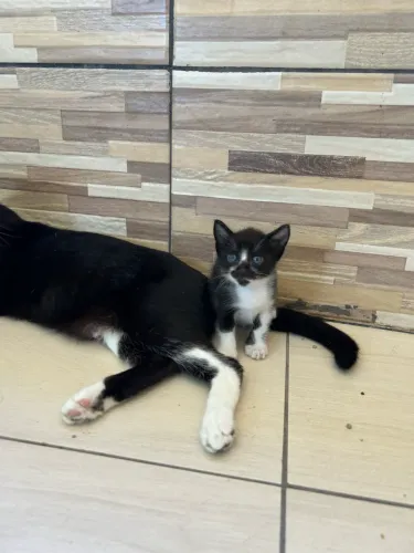 Gata para doação 
