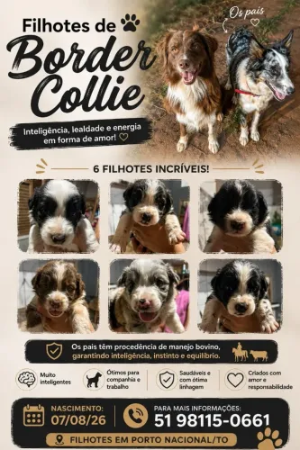 ? NINHADA DE BORDER COLLIE DISPONÍVEL ?
