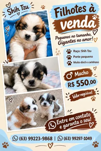 Vendo Shitzu