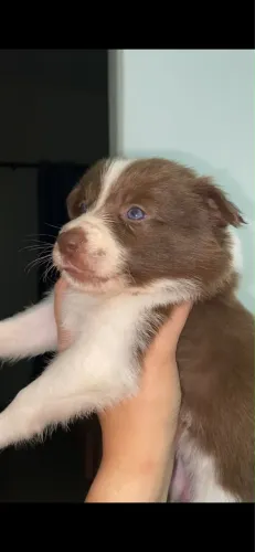 FILHOTES BORDER COLLIE