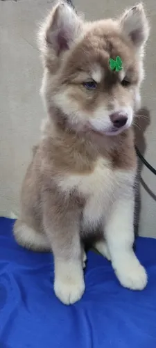 Husky Siberiano,Husky Siberiano Filhote Vacinado e Vermifugado