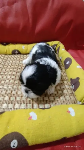 Linda shihtzu