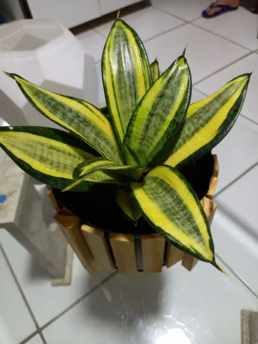 Vendo cachepot