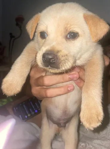VENDO FILHOTE DE LABRADOR 25 DIAS NE NASCIDO!