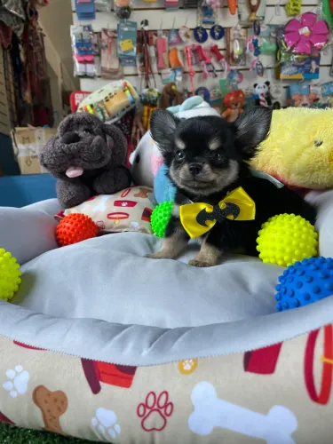 Chihuahua mini com 65 dias de vida !!macho